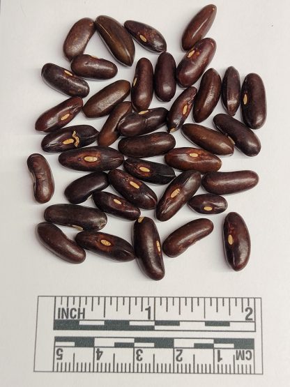 B041 Seed Pic