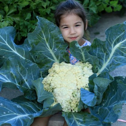 Cauliflower Song Snow