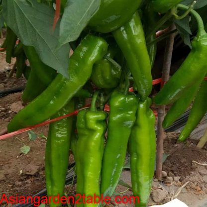 Medium Spicy Pepper Hayday - Image 2