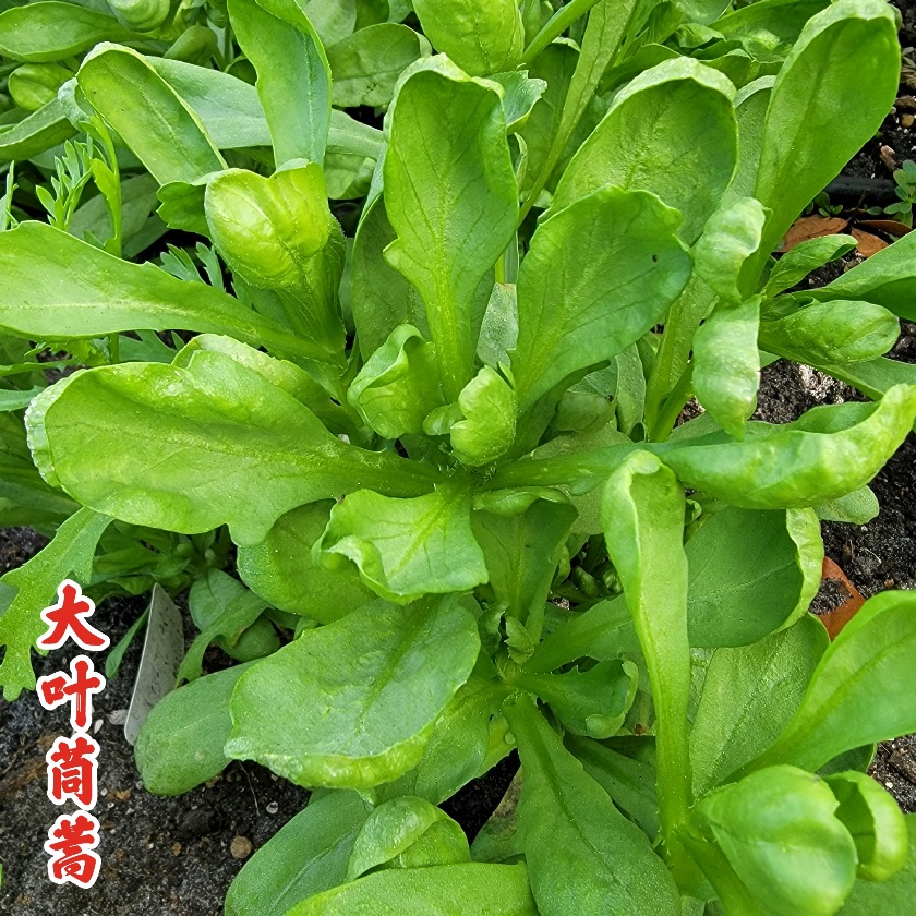 Details about   250+Seeds Large Leaf Tong Ho Hao  Shungiku Ssukgat 大葉茼蒿菜种 