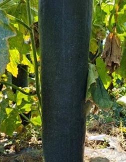 Winter Melon Giant Black