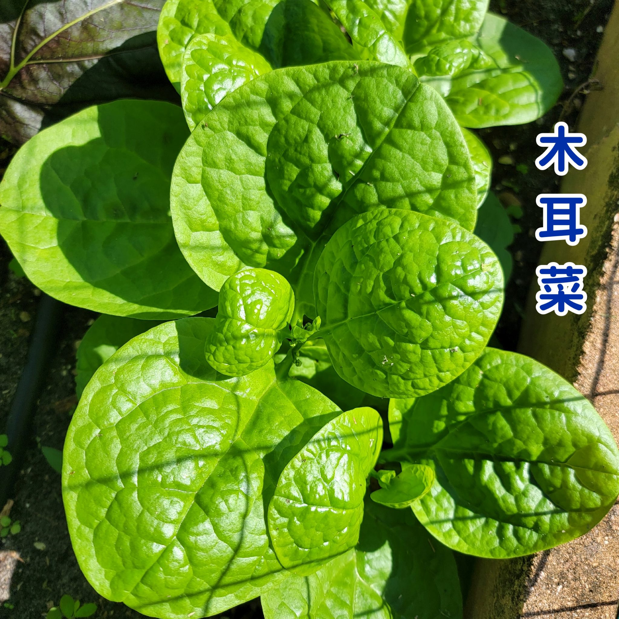 Malabar Spinach Basella - Asian Garden 2 Table